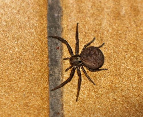Xysticus sp.